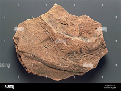 Precambrian fossil hi-res stock photography and images - Alamy