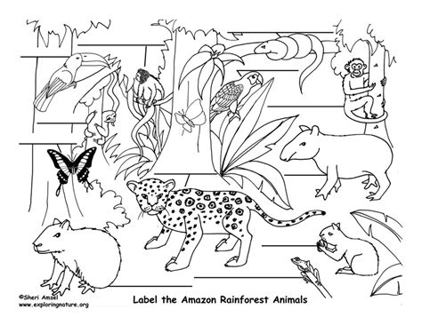 Amazon Rainforest Animals Labeling