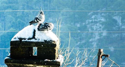 Serene Ranikhet under a blanket of Snow || Snowfall in Uttrakhand, India (By Darshan Mehra)