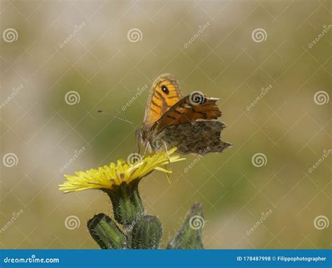 Colias Butterfly on a Flower Stock Photo - Image of colias, zoom: 178487998