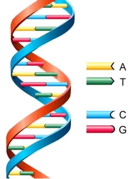 CIENTISTAS CRIAM DUAS "LETRAS" ADICIONAIS PARA O DNA