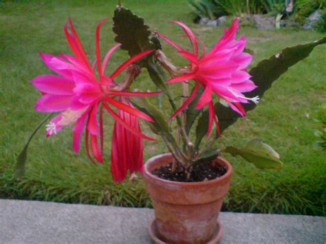 Epiphyllum Cactus on steroids | Orquídeas, Idéias de jardinagem, Suculentas