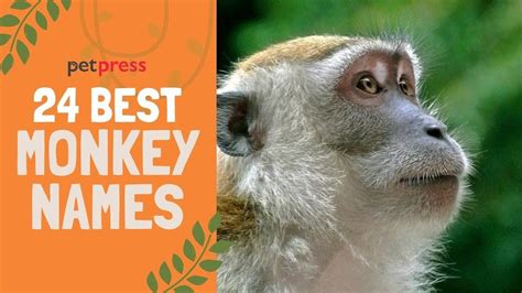 24 Best Monkey Names that are Cute for Boy & Girl Monkeys 🐒 - YouTube