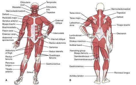 Muscular System - Catherine Dela Cruz