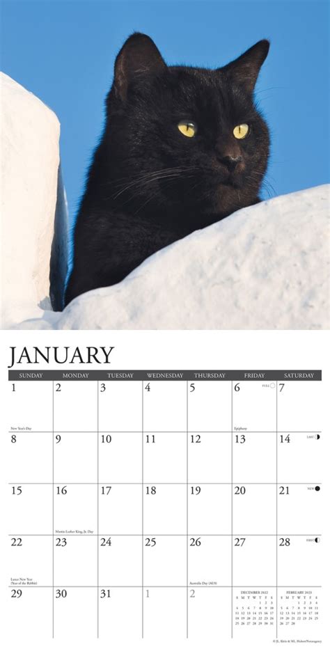 Just Black Cats - 2023 Wall Calendar by Willow Creek Press ...