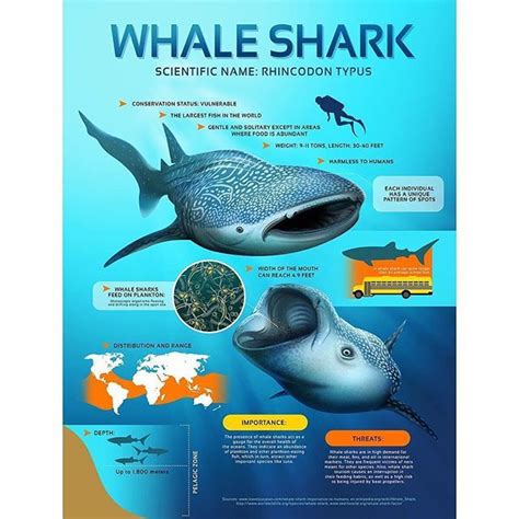 Fact Sheet: Whale Shark #digitalillustration #infographic #whaleshark # ...