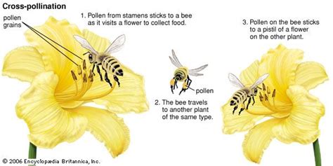 Cross-pollination | Britannica.com