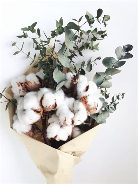 Dried Cotton & Preserved Eucalyptus