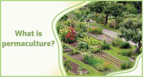 What is sustainable permaculture farming?🌽