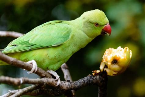 Periquito verde, espécie endêmica do Brasil, vive em casais