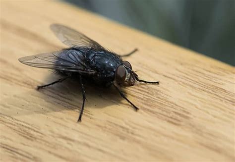 Types Of Flies NY Residents Deal With | Parkway Pest Services