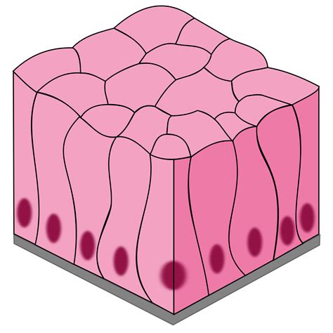 Cell Tissue Clipart