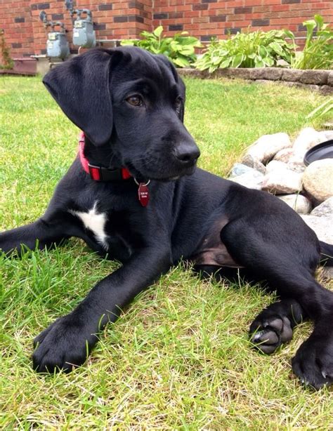 German Shorthaired Labrador: Temperament, Care, Training, Diet