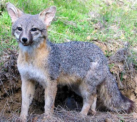 Gray Fox - Handsome Colored Little Canid | Animal Pictures and Facts ...