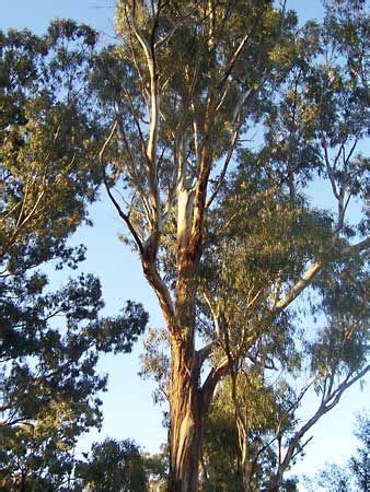 eucalyptus | Description, Major Species, & Uses | Britannica