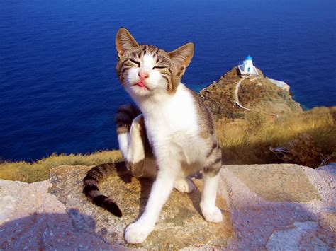 Aegean cats: The protagonists of tourist photos | protothemanews.com