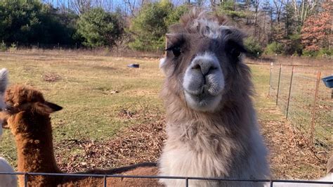 Alpaca farm gives shoppers unique Small Business Saturday