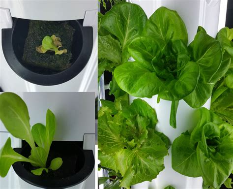 Indoor Hydroponic Garden For Lettuce - Mbi Garden Plant