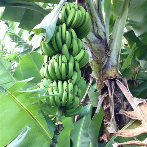 Musa acuminata 'Dwarf Cavendish', Banana 'Dwarf Cavendish' - uploaded ...