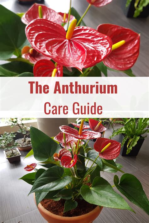 The Anthurium Plant Care Guide | Anthurium, Anthurium plant, Anthurium care