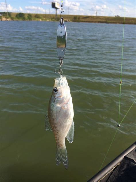 how big a bait will a crappie eat