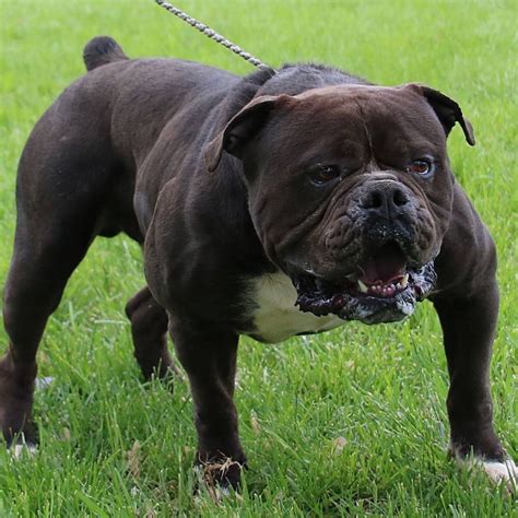 Top Olde English Bulldog For Sale in the world Learn more here | bulldogs