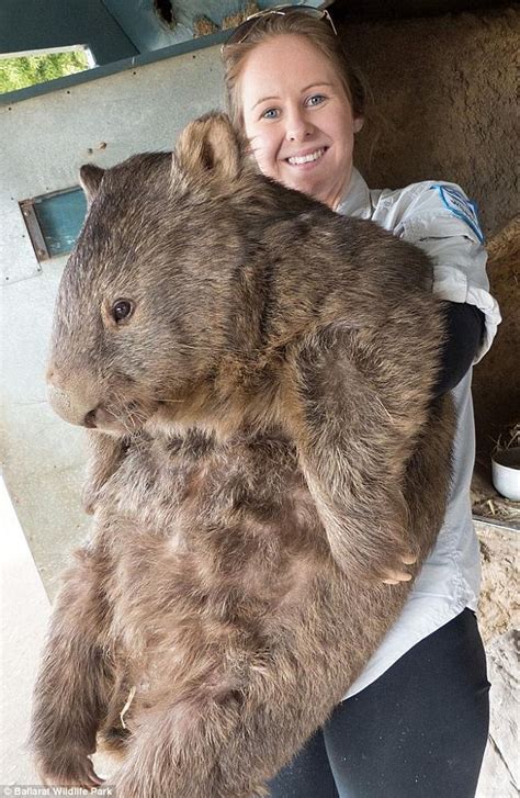 He looks good fur his age! Patrick, the world's oldest wombat, celebrates his 29th birthday ...