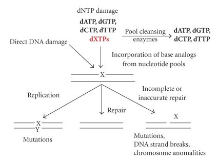 Base-analog DNA cycle. Environmental and intrinsic mutagens can damage ...