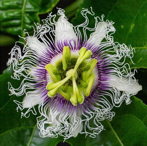 Passion Flower Purple Granadilla Passiflora Edulis - 8 Seeds