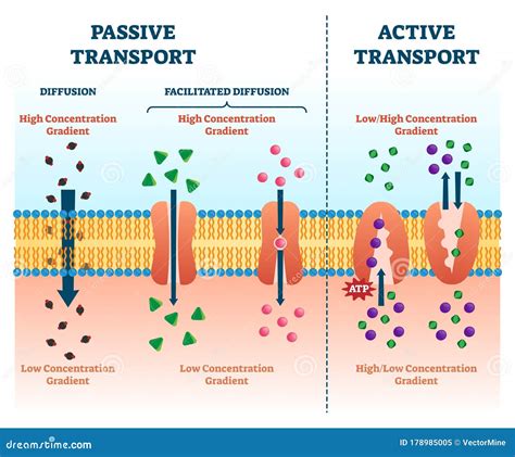 Cell Membrane Transport Diagram Simple : Functions and Diagram