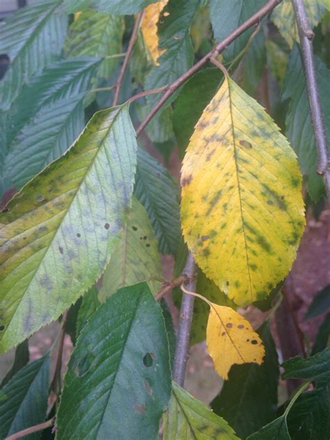 Weeping Flowering Cherry Tree Diseases / Complete Guide To Weeping Cherry Tree How To Grow Care ...