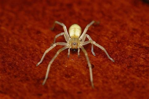 Common Spiders to Watch for In Colorado | Poisonous and Non-Venomous Species