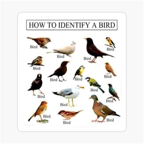 completo nascita ladro bird identification poster Matematico Esattamente Scoraggiare