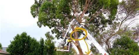 Tree Pruning Cost & Pricing in 2024 | Jim's Trees