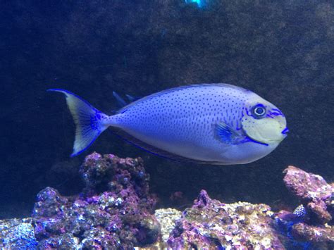 Gambar : bawah air, biru, batu karang, di dalam air, ikan laut, biologi kelautan, ikan karang ...