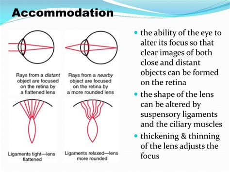 PPT - The Eye: Structure & Function PowerPoint Presentation, free ...