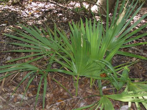 Sabal minor (Dwarf palmetto)