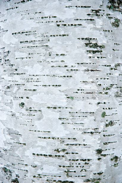 Best Aspen Tree Bark Stock Photos, Pictures & Royalty-Free Images - iStock