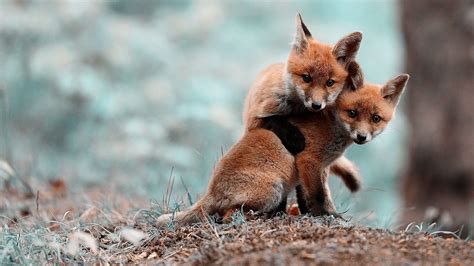 Cute Baby Fox Wallpaper (54+ images)