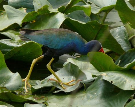 Ohio Birds and Biodiversity: Stalking the Purple Gallinule