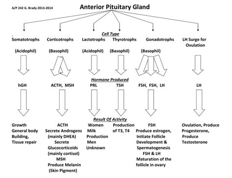 Endocrine Hormones Flow Chart