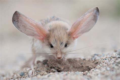 Long-eared jerboas have some of the most outsized ears on the planet ...