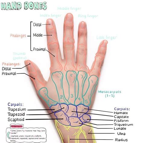 Pin by Petr Hallie on Essential Oils Hypertension | Physical therapy ...