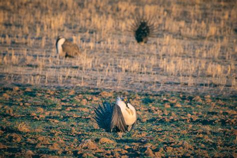 Conservation: Greater Sage-grouse Habitat | The Wilderness Society