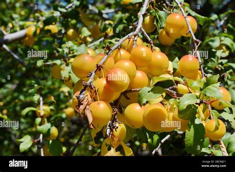 Yellow fresh Wild Plum, season Stock Photo - Alamy