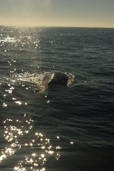 Ensenada Whale Watching - Tours California Norte