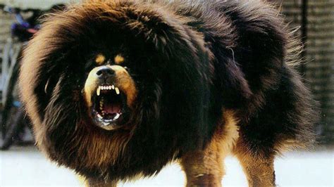 Tibetan Mastiff Wallpapers - Top Free Tibetan Mastiff Backgrounds - WallpaperAccess