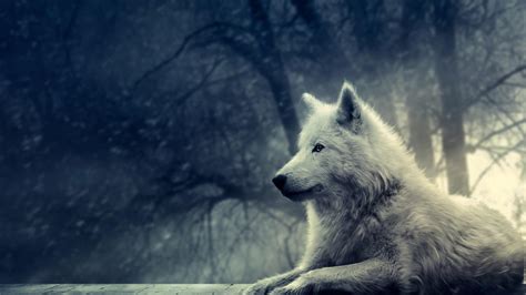 Free Wolf Wallpapers - Wallpaper Cave