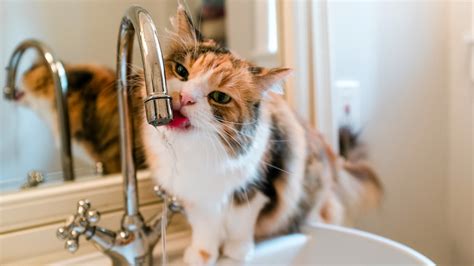 10 charming facts about the calico cat | PetsRadar