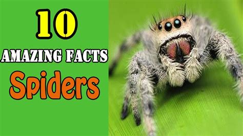 Top 10 Amazing facts about Spiders !! Top10 Dotcom !! - YouTube